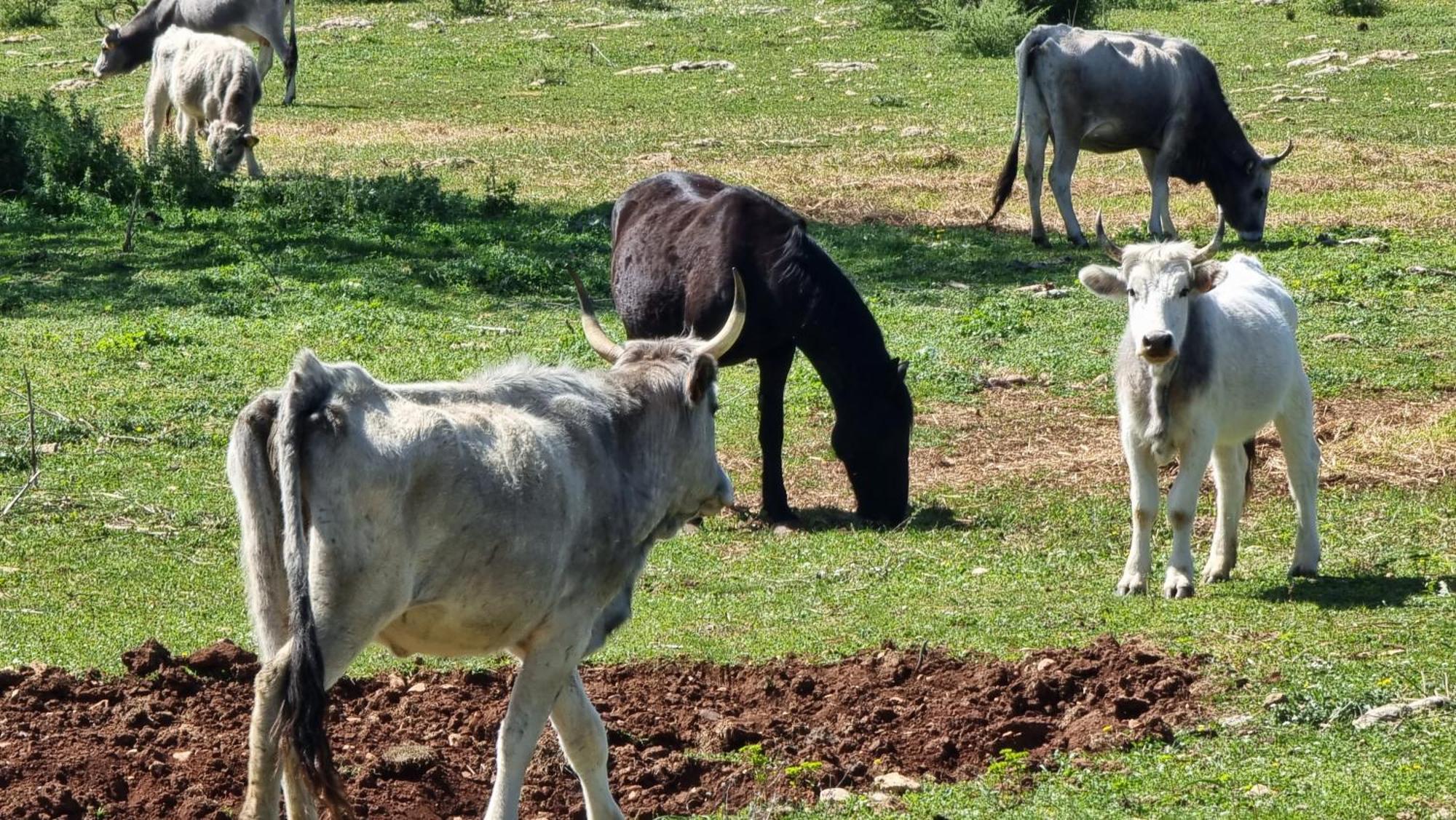 Agriturismo Iazzo Scagno Martina Franca Luaran gambar