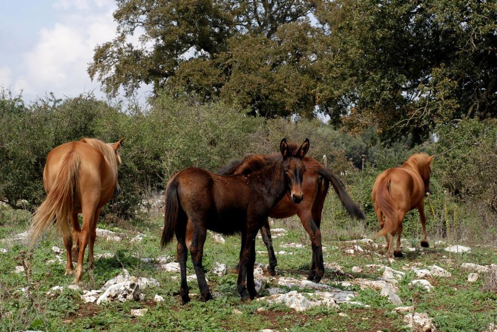 Agriturismo Iazzo Scagno Martina Franca Luaran gambar
