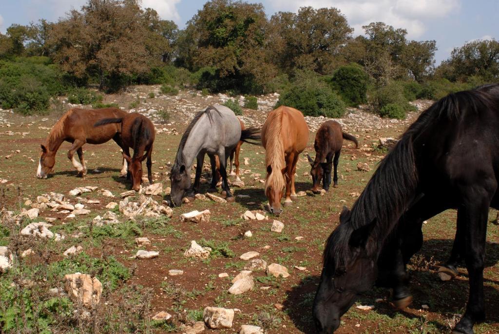 Agriturismo Iazzo Scagno Martina Franca Luaran gambar